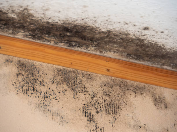 Best Black Mold Removal  in Cochranton, PA